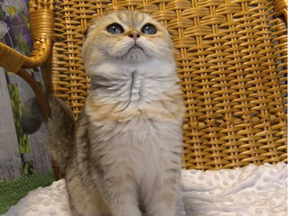 Scottish fold golden foto 10