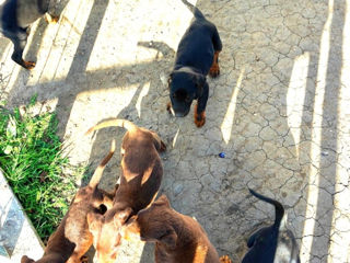 Se vând cățeluși Doberman foto 8