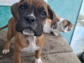 Cățelușe de boxer nemțes foto 6