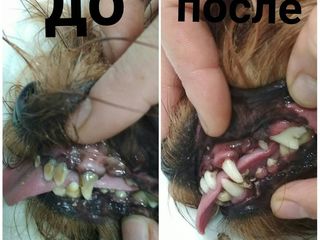 Ультразвуковая чистка зубов - detartraj dentar foto 3