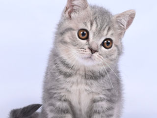 Pisoii British Chinchilla foto 3