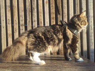 Main coon baieti