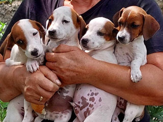 De vînzare cățeluși de rasa Jack Russell Terrier (150 euro)