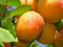 Pomi fructiferi Stenlei foto 7