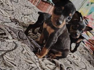 Pinscher