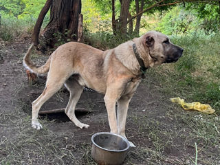Vind Caței Rasa Kangal foto 4