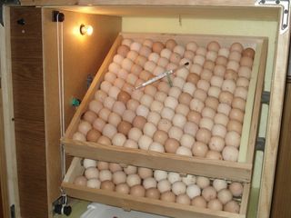 Премиксы для различной птицы в период яйцекладки