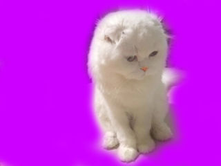 Вязка с котом белого окраса имеет больше шансов на удачную реализацию будущих котят (белых)! foto 4