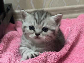 Scottish Fold și Scottish Straight foto 5