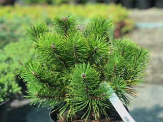 Pinus foto 7