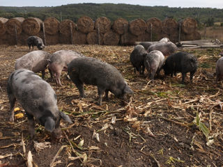 Vindem porci mari rasă de carne 50 lei kg viu foto 2