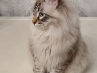 Siberian cat foto 4