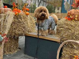 Maltipoo f1!  Мальтипу f1 foto 9