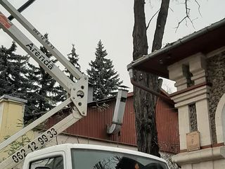 Tăierea copacilor înclinați sau deteriorați- cu masini si echipamente speciale .Calitatea garantată foto 13