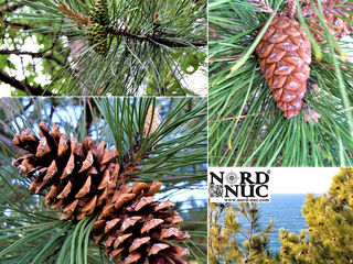 Сосна черная Палласа (Pinus nigra Pallasiana) foto 8