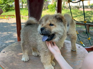 Cățelușă  de rasă Chow Chow foto 2