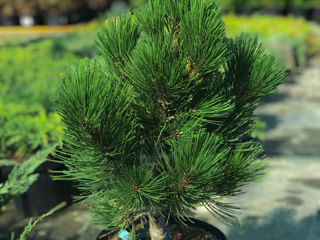 Pinus foto 2