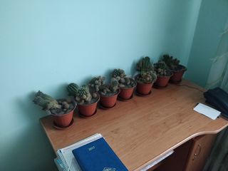 Cactusi / кактусы  cactus foto 2