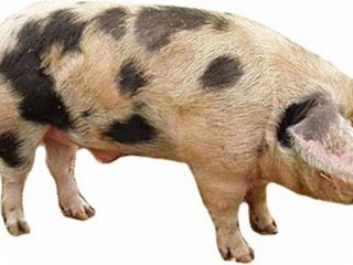 Porc crescut in conditii de casa 100-120 kg