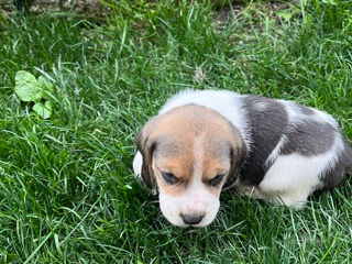 Se vând cățeluși rasa Beagle foto 3