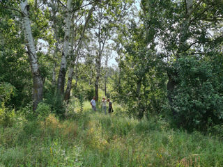 40 соток. Вдоль леса под строительство недалеко от Донченского озера. foto 1