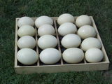 страусиные яйца пищевые foto 5