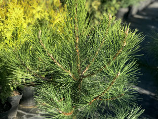 Pinus nigra foto 2