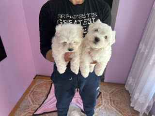 Bichon maltez foto 3