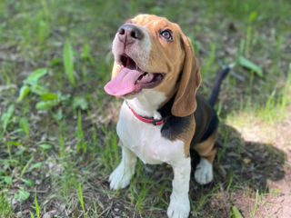 Se vinde cățelușă Beagle, 5 luni