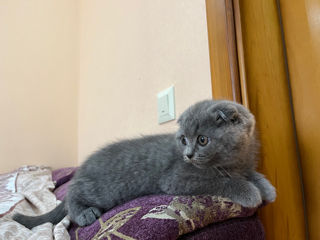 Scottish fold 150€ foto 2