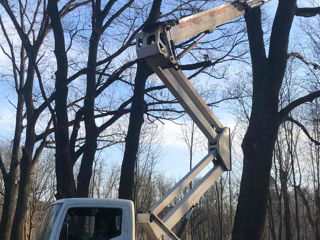 Defrisari - servicii profesionale! Curățare copaci! foto 15