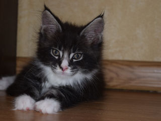 Main Coon fete si băieți disponibili foto 3