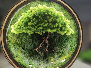 Стабилизированный мох, фитостены из мха Muschi decorativ, Licheni foto 3