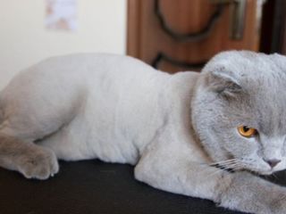 Frezarea pisicilor ,fara sedare(без наркоза) foto 6