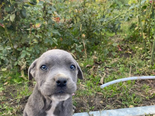 Cane Corso 2,5 luni foto 9