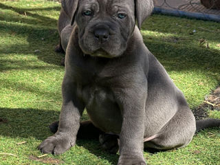 Cane corso pui FCI foto 0