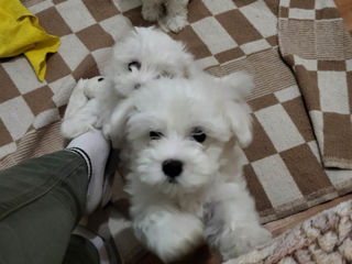Vind bichon Maltez  фото 1