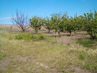 Pămînt arabil Numar Cadastral 5520107341 0,5899   ari 1500 lei aru cu pomi fructiferi partial foto 10