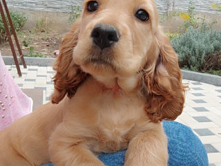 Cocker Spaniel