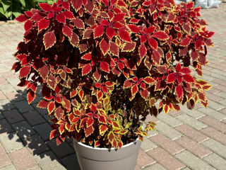 Coleus