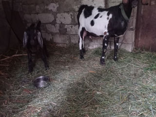Se vinde edita și tapusor de la capră anglo-nubiana cu o genetica foarte buna sunați foto 4