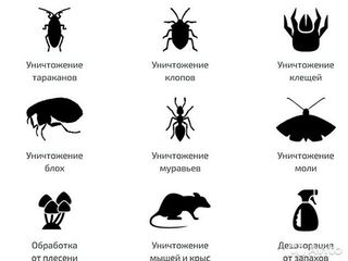 Уничтожаем :    блохи, клопы, тараканы, муравьи,грызуны-крысы,мыши  и других вредителей foto 2
