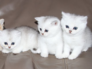 Pisica / Pisoi British Shorthair Chinchilla de Vânzare  foto 4
