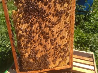 Продаю плодные пчеломатки Бакфаст, пчелoсемьи на 8-10 рамок и отводки на 4-6 рамках foto 3