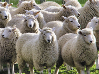 Овцы -  ягнята, цена договорная foto 2