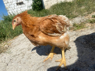 Pui Ungurești Carne-Ouă foto 2