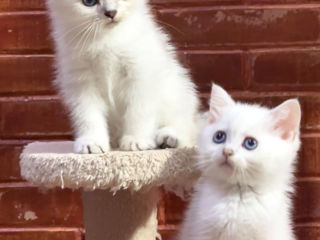 British shorthair kitten foto 10