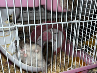 Hamsteri foto 1