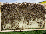 avem in vânzare miere  ,propolis si  familii de albini foto 1