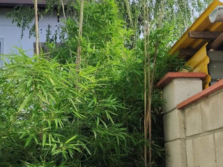 Bambus   Bambuk foto 4